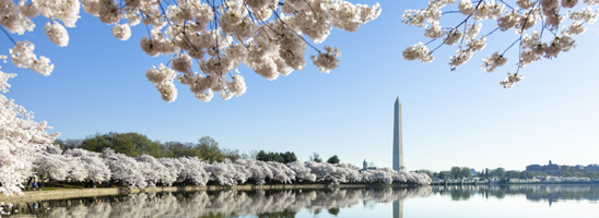 Washington Monument cerisiers
