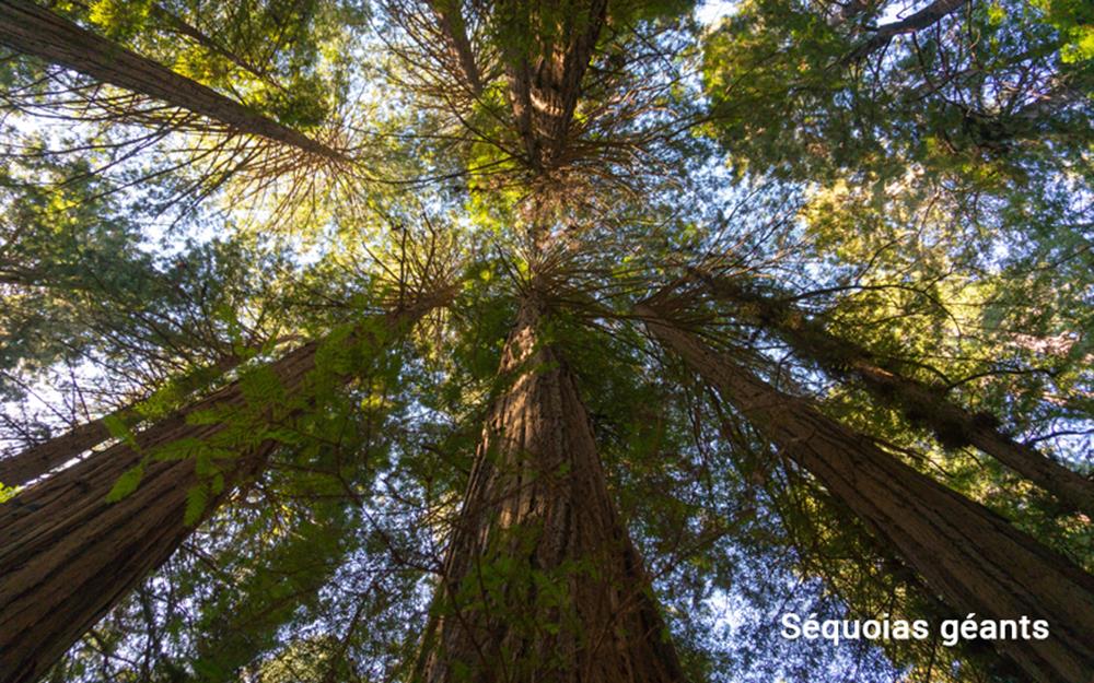 sequoias-galerie