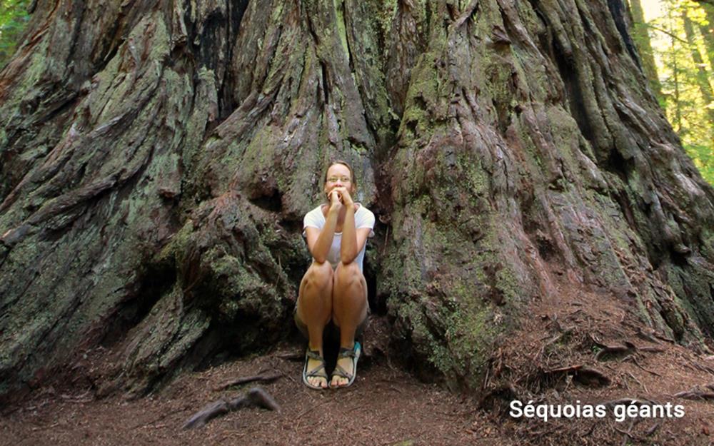 sequoias-geants-galerie