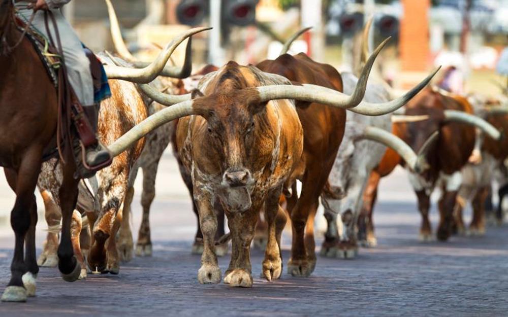 texas1-galerie