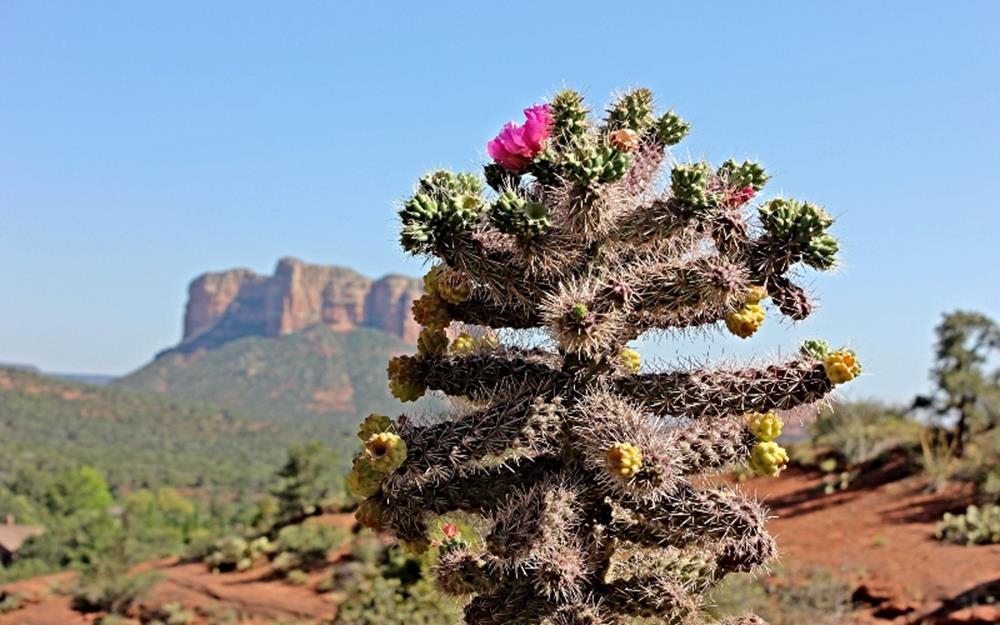 sedona1-galerie