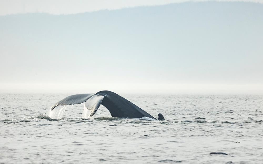 baleine-manic-galerie