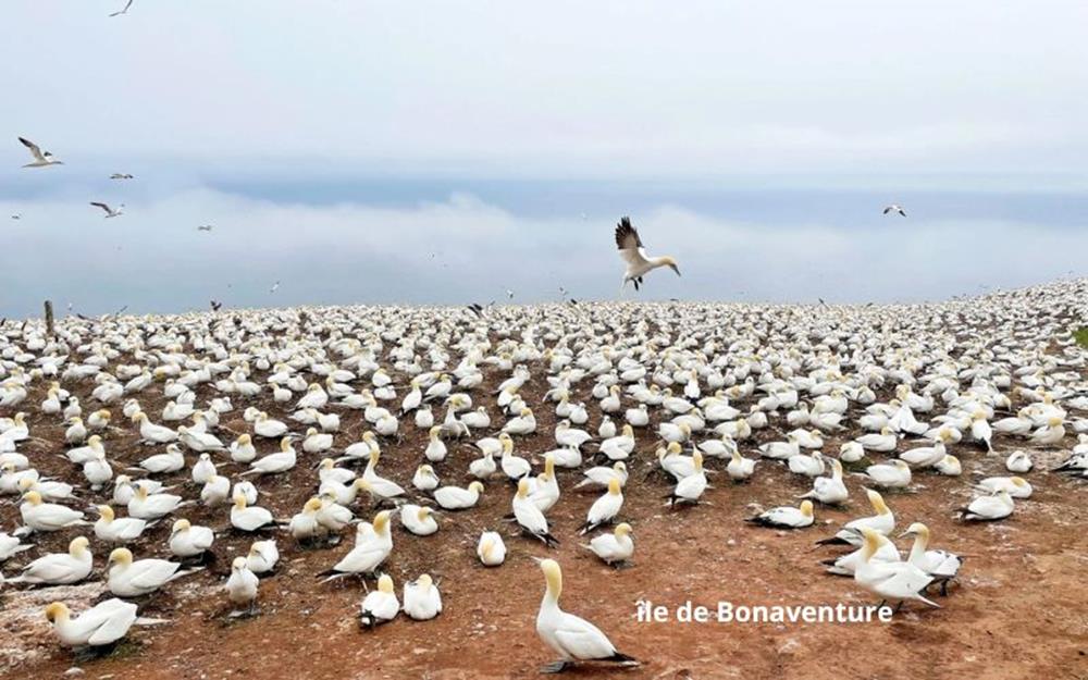 bonaventure-photo-galerie